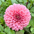 Load image into Gallery viewer, Dahlia Tubers Mandalay