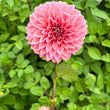 Load image into Gallery viewer, Mandalay Dahlia Tuber
