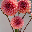 Load image into Gallery viewer, Mandalay Dahlia Tuber