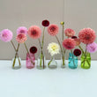 Load image into Gallery viewer, Mandalay Dahlia Tubers