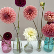 Load image into Gallery viewer, Dahlia Tubers