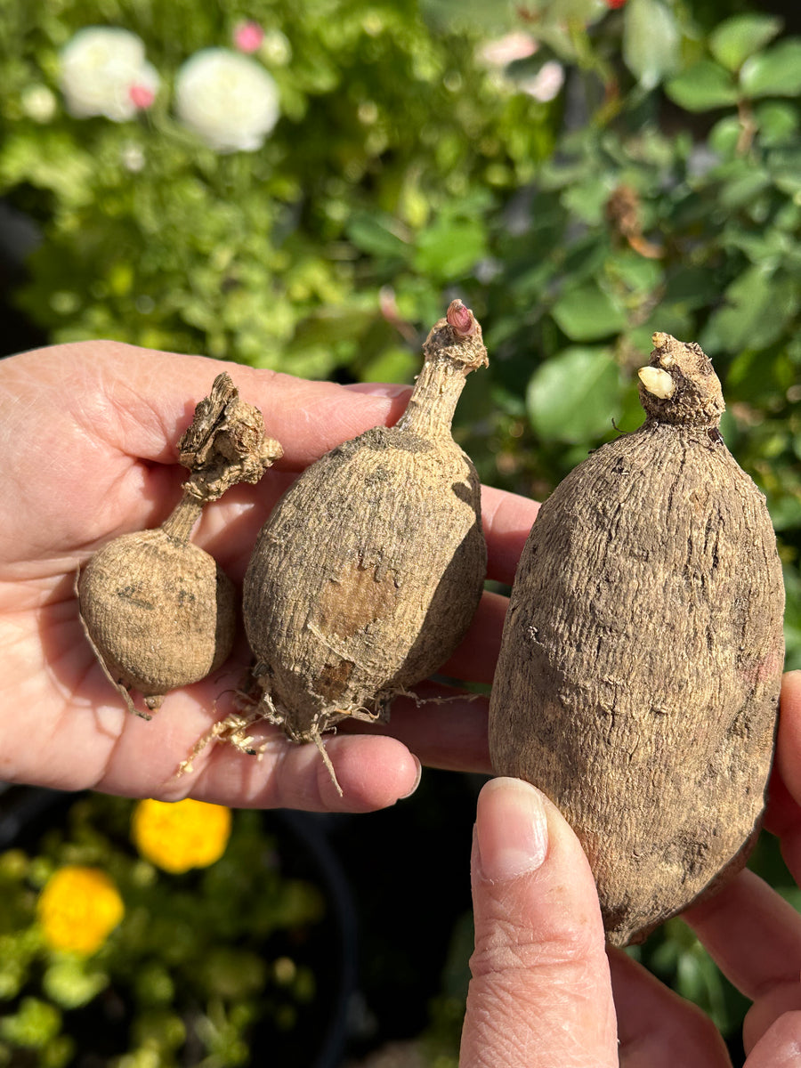 Dahlia Tubers & Storage Tips