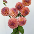 Load image into Gallery viewer, Breannon Dahlia Tuber
