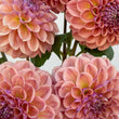 Load image into Gallery viewer, Breannon Dahlia Tuber
