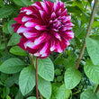 Load image into Gallery viewer, Bi Colour Dahlia Tubers
