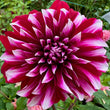 Load image into Gallery viewer, Bi Colour Dahlia Tubers
