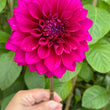 Load image into Gallery viewer, Blue Edge
