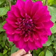 Load image into Gallery viewer, Blue Edge
