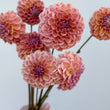 Load image into Gallery viewer, Breannon Dahlia Tuber
