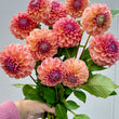 Load image into Gallery viewer, Breannon Dahlia Tuber
