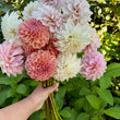 Load image into Gallery viewer, Breannon Dahlia Tuber
