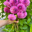 Load image into Gallery viewer, Brooks Josh Dahlia Tubers
