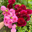 Load image into Gallery viewer, Burgundy Ball Dahlia Tubers
