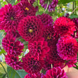 Load image into Gallery viewer, Burgundy Ball Dahlia Tubers
