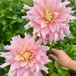 Load image into Gallery viewer, Cerise Rosebud Dahlia Tubers
