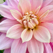 Load image into Gallery viewer, Cerise Rosebud Dahlia Tubers
