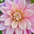 Load image into Gallery viewer, Cerise Rosebud Dahlia Tubers
