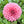 Load image into Gallery viewer, Dahlia Tubers Mandalay
