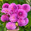 Load image into Gallery viewer, Brooks Josh Dahlia Tubers
