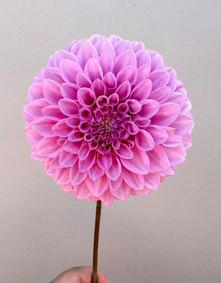 Marshmallow Dahlia Tubers