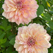 Load image into Gallery viewer, Kotara Dahlia Tuber
