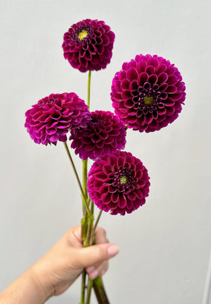 Burgundy Ball Dahlia Tubers