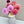 Load image into Gallery viewer, Dahlia Tubers
