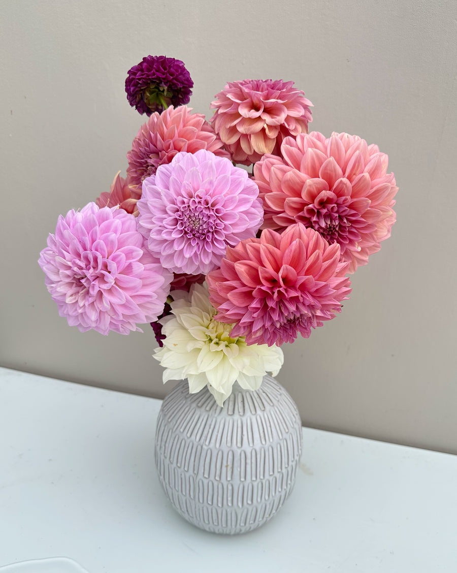 Dahlia Tubers