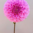 Load image into Gallery viewer, Marshmallow Dahlia Tubers
