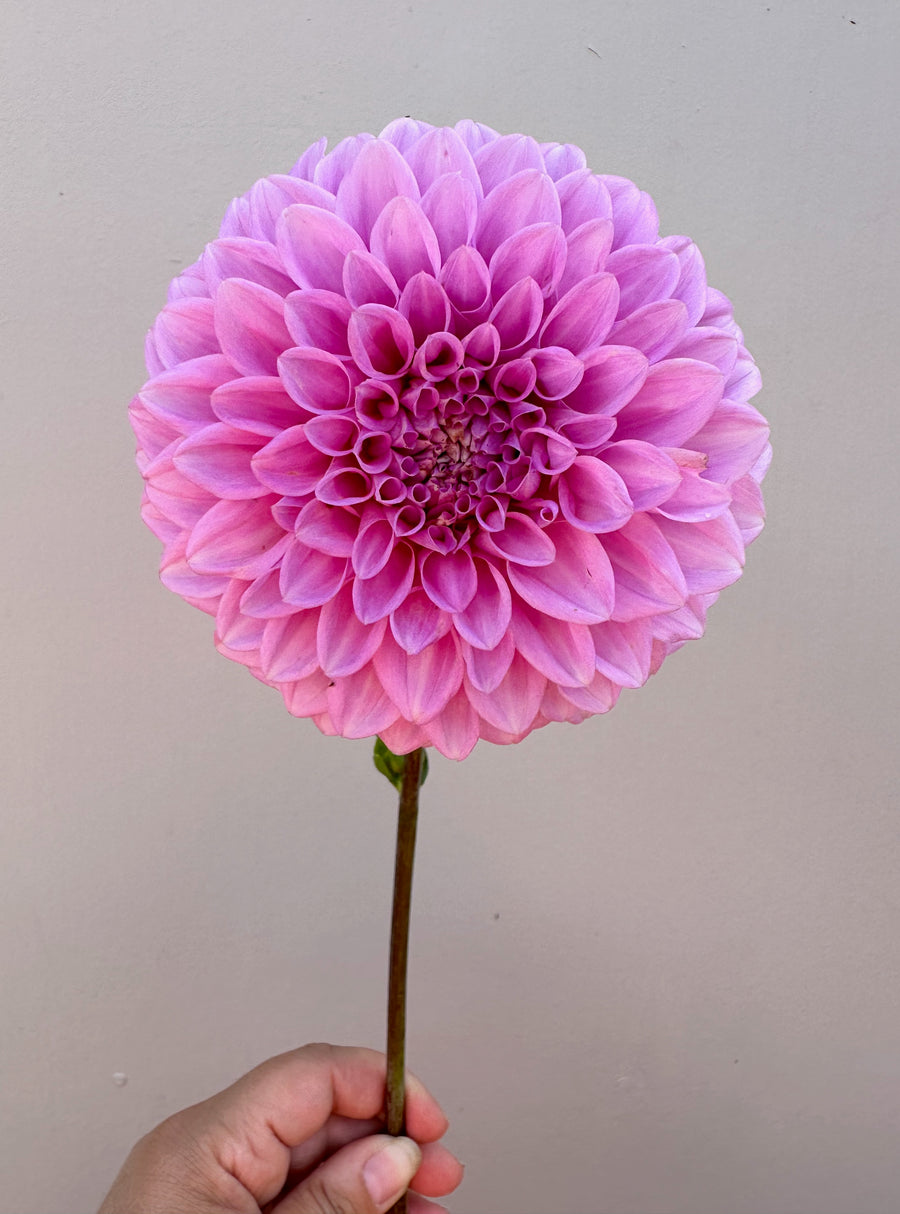 Marshmallow Dahlia Tubers