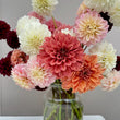 Load image into Gallery viewer, Tiger Bey Dahlia Tuber
