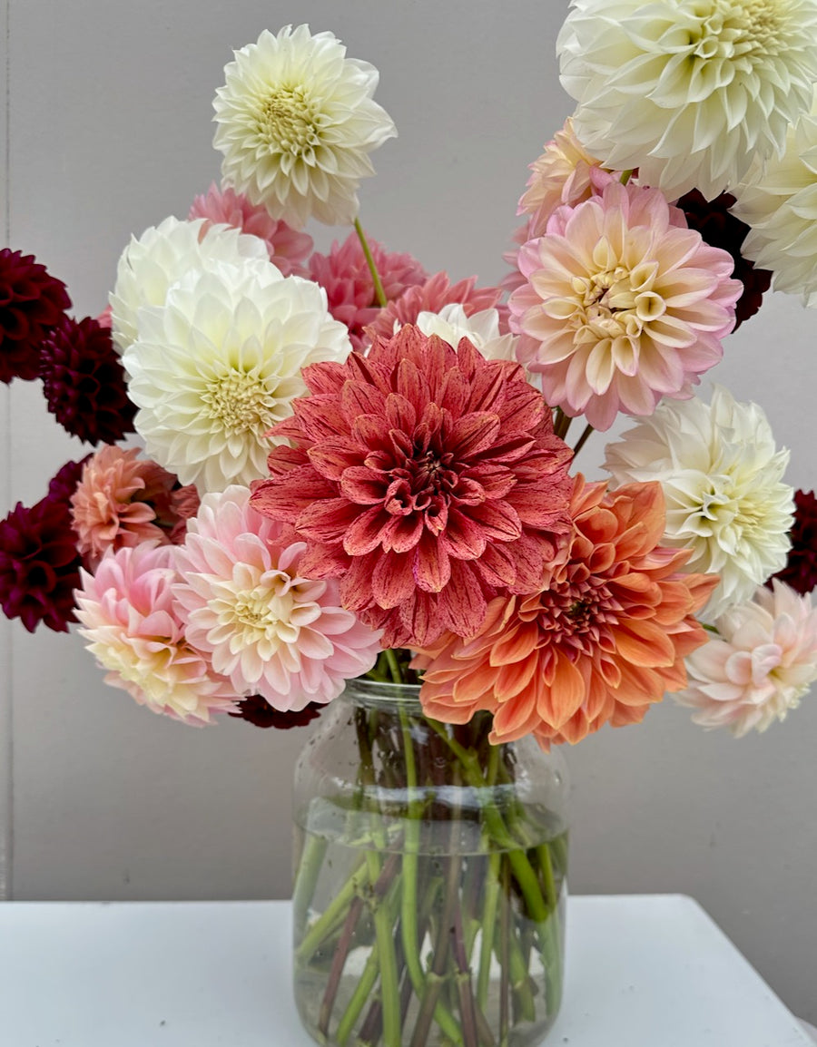 Tiger Bey Dahlia Tuber