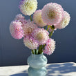 Load image into Gallery viewer, Devon Seattle Dahlia Tubers
