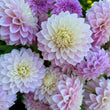 Load image into Gallery viewer, Devon Seattle Dahlia Tubers
