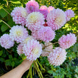 Load image into Gallery viewer, Devon Seattle Dahlia Tubers
