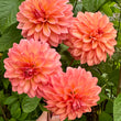 Load image into Gallery viewer, Florelie Fruit Tingle Dahlia Tuber
