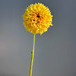 Load image into Gallery viewer, Florelie Dandelion Dahlia Tuber
