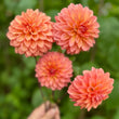 Load image into Gallery viewer, Florelie Fruit Tingle Dahlia Tuber
