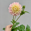Load image into Gallery viewer, Florelie Pirouette Dahlia Tuber
