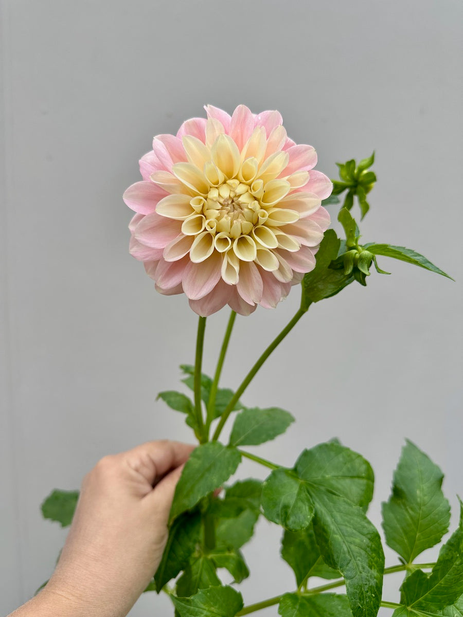 Florelie Pirouette Dahlia Tuber