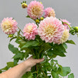 Load image into Gallery viewer, Florelie Pirouette Dahlia Tuber
