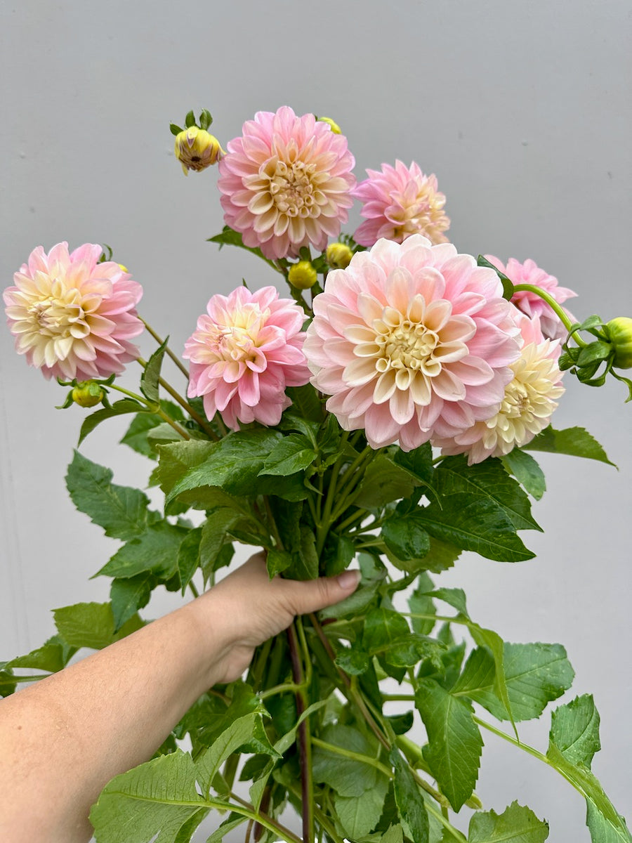 Florelie Pirouette Dahlia Tuber