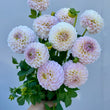 Load image into Gallery viewer, Formby Pride Dahlia Tubers
