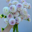 Load image into Gallery viewer, Formby Pride Dahlia Tubers

