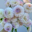 Load image into Gallery viewer, Formby Pride Dahlia Tubers
