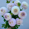 Load image into Gallery viewer, Formby Pride Dahlia Tubers
