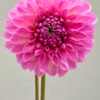 Load image into Gallery viewer, Brooks Josh Dahlia Tubers

