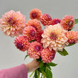 Load image into Gallery viewer, Breannon Dahlia Tuber
