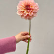 Load image into Gallery viewer, Kotara Dahlia Tuber
