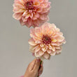 Load image into Gallery viewer, Kotara Dahlia Tuber
